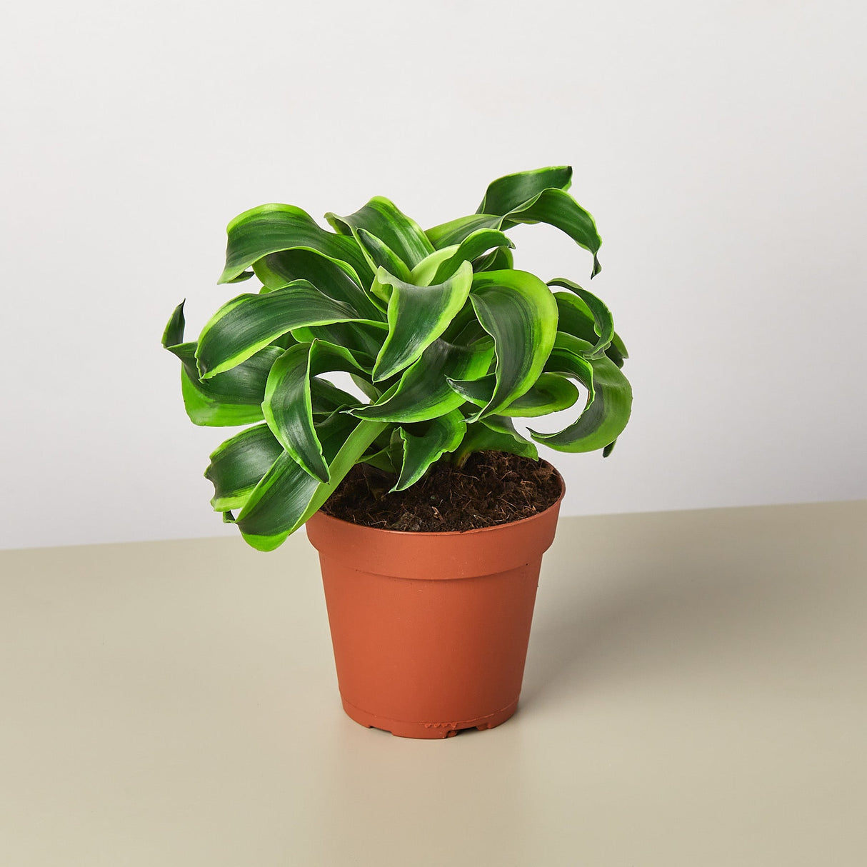 Dracaena 'Tornado'