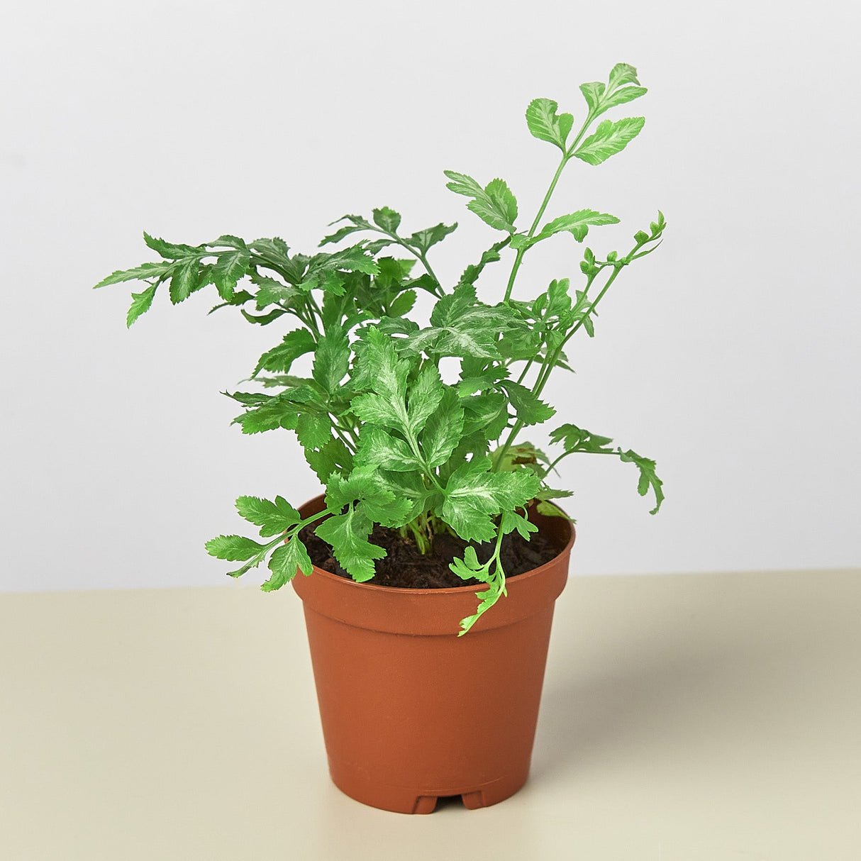 Fern 'Silver Lace'