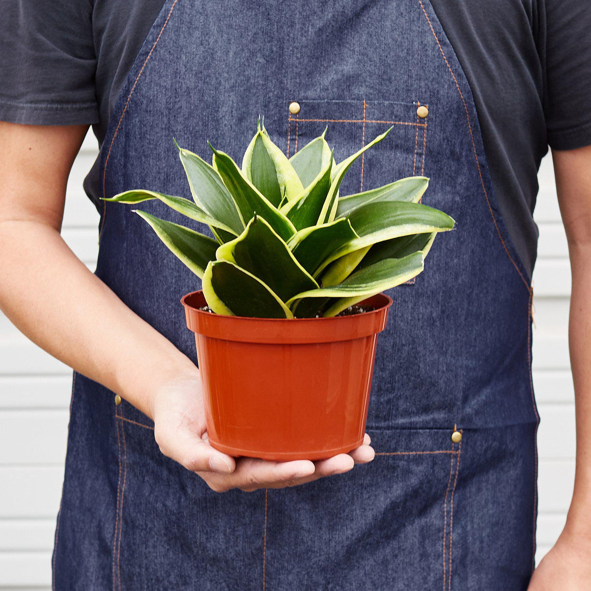 Snake Plant 'Black Gold'