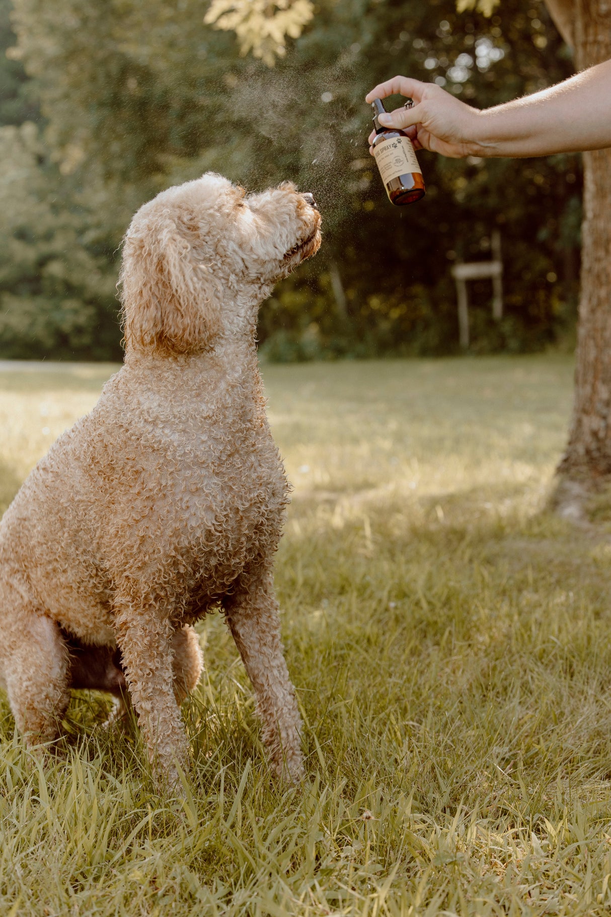Dog Bug Refill