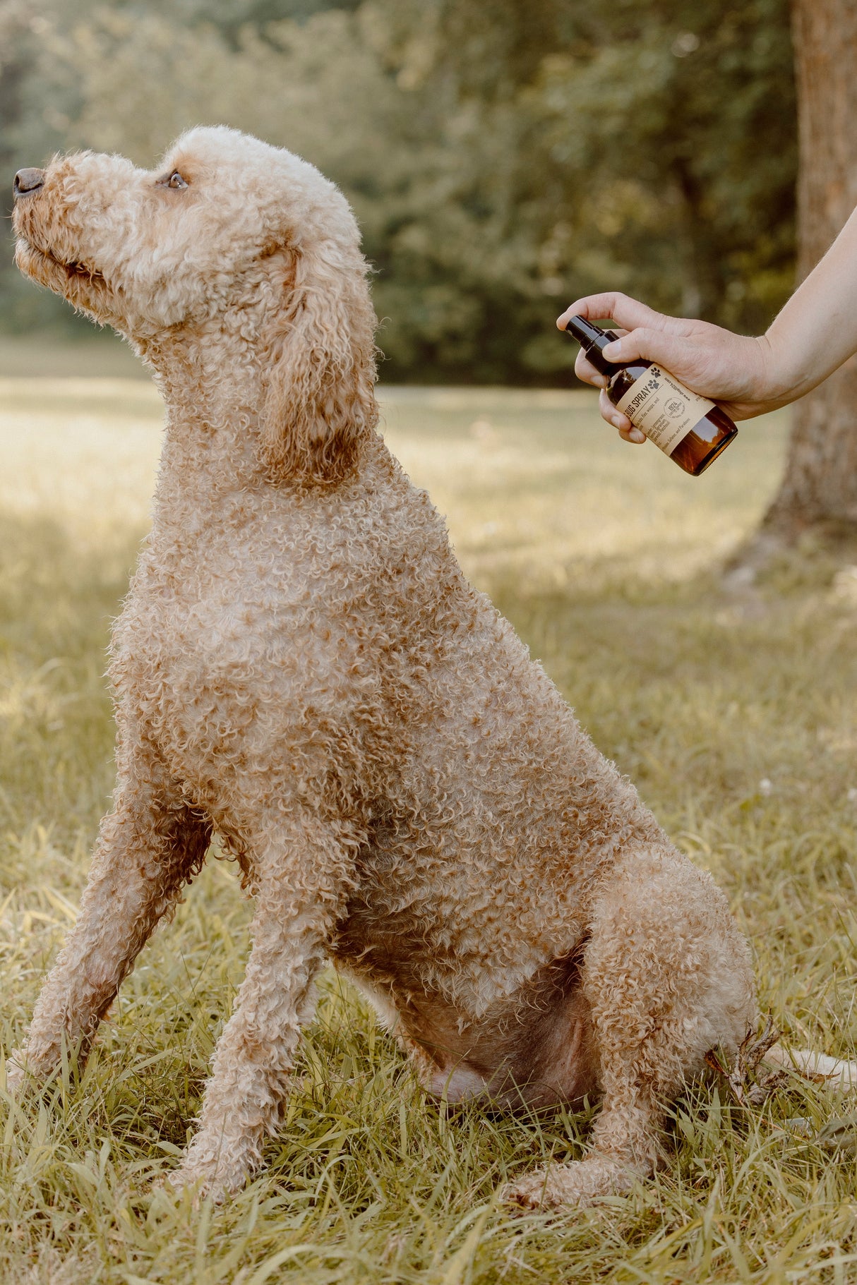 Dog Bug Refill