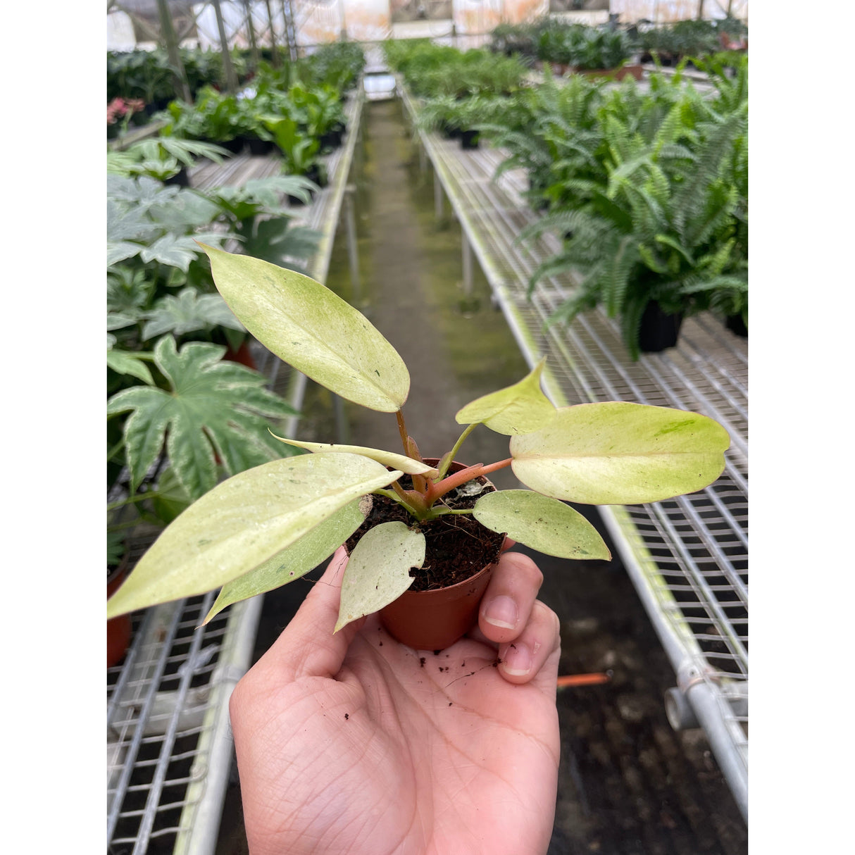 Philodendron 'Snowdrift'