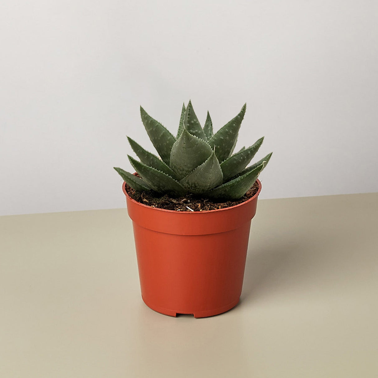 Succulent Haworthia Savanna