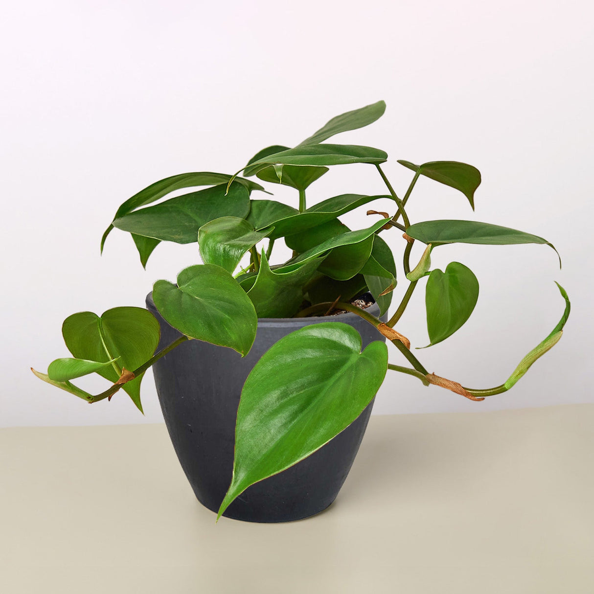 Philodendron Cordatum 'Heartleaf'