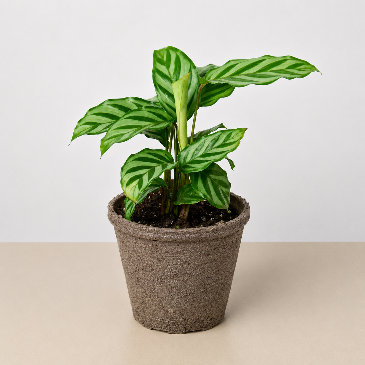 Calathea Concinna 'Freddie'
