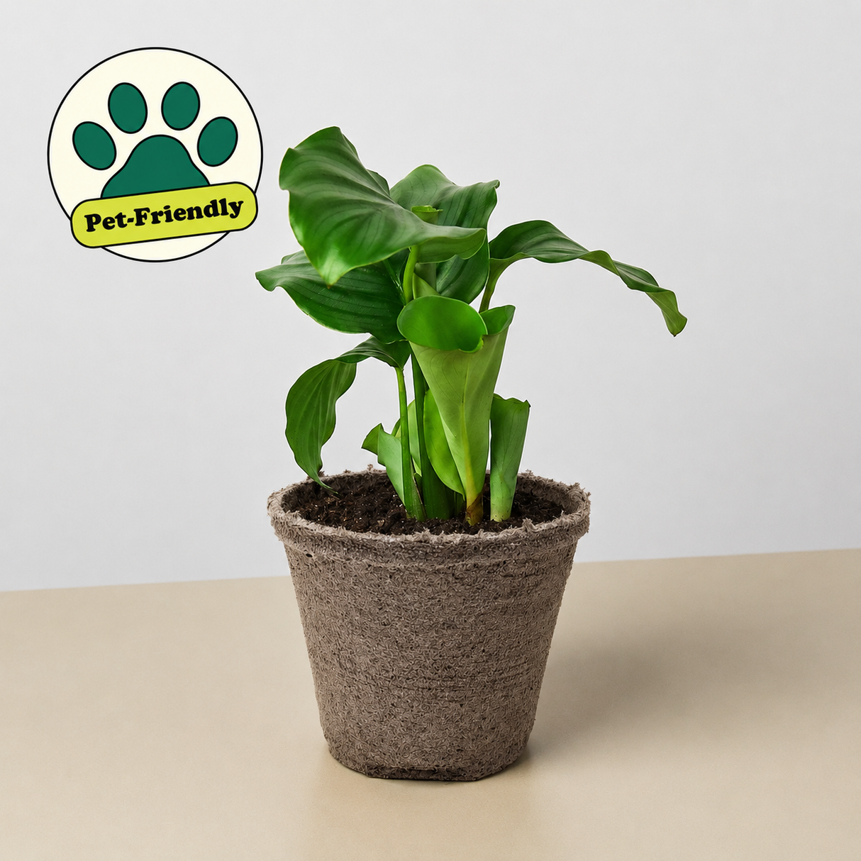 Calathea 'Orbifolia'