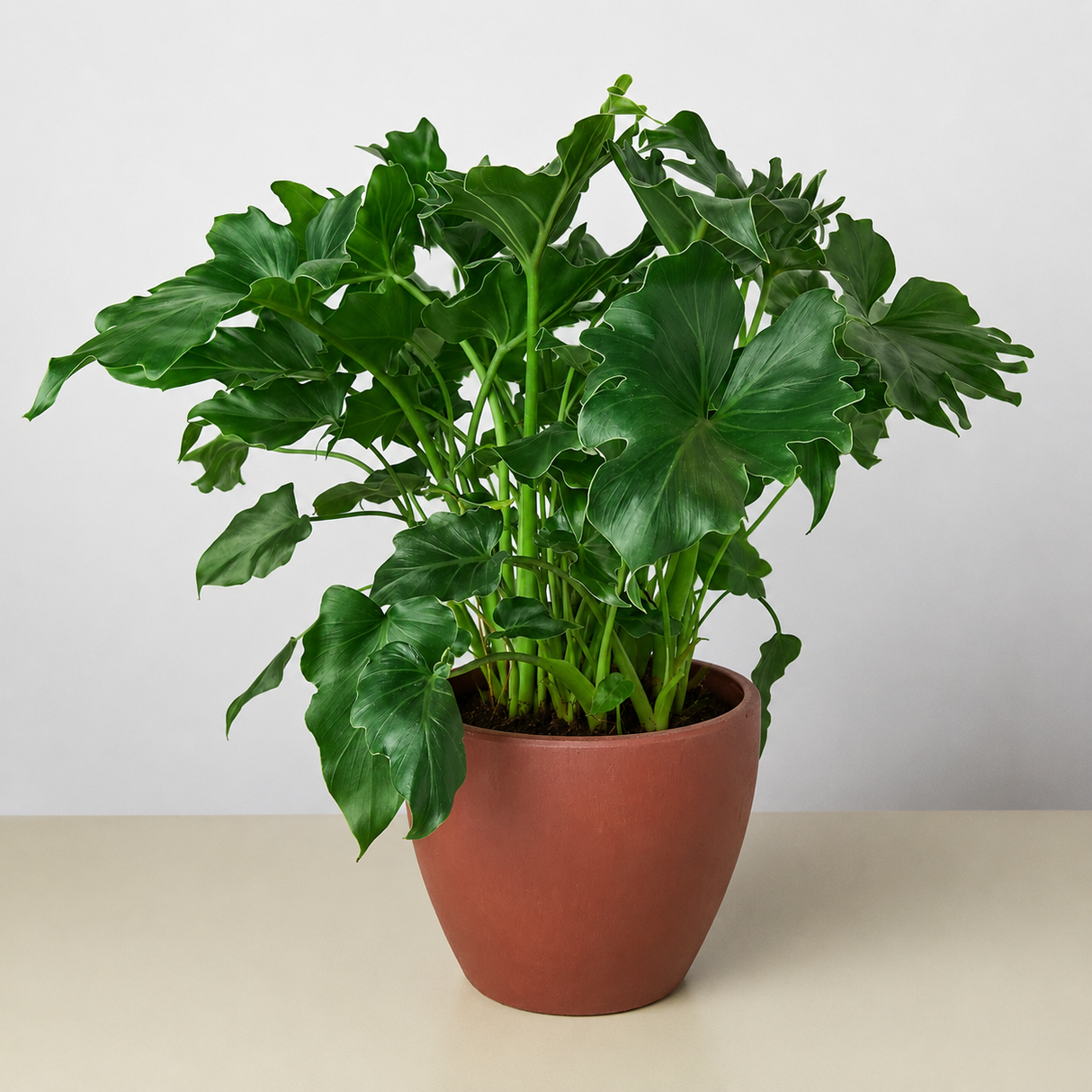 Philodendron ‘Little Hope'