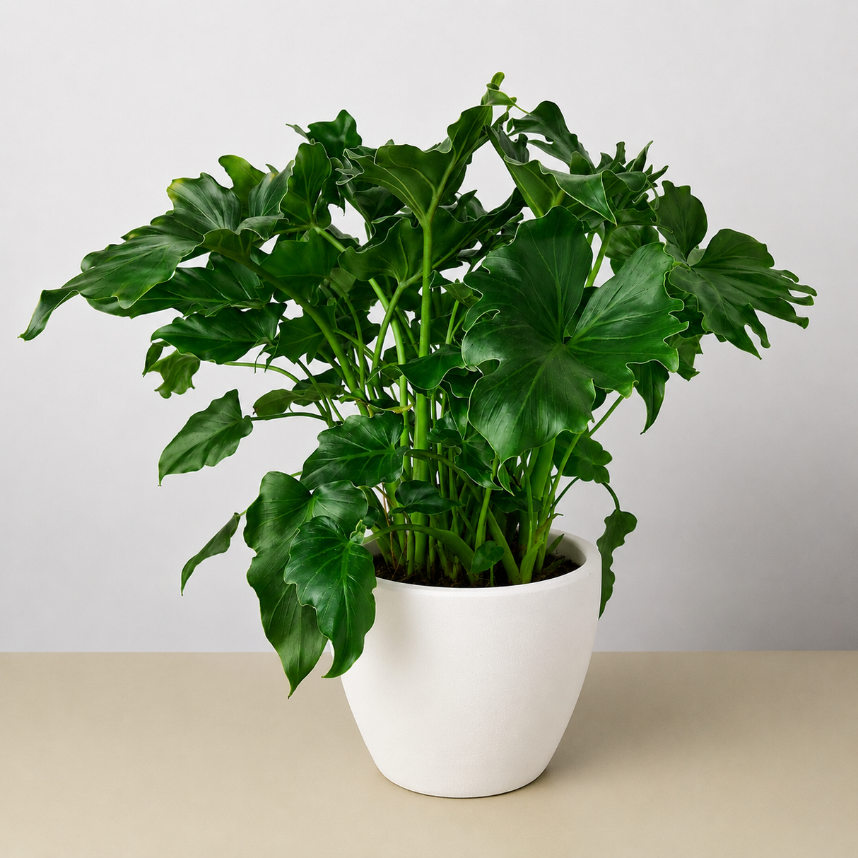 Philodendron ‘Little Hope'