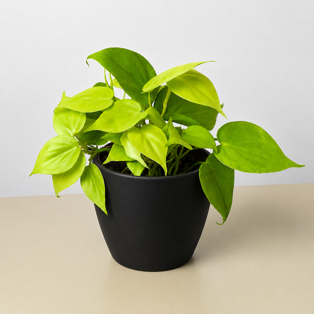 Philodendron Cordatum 'Neon'