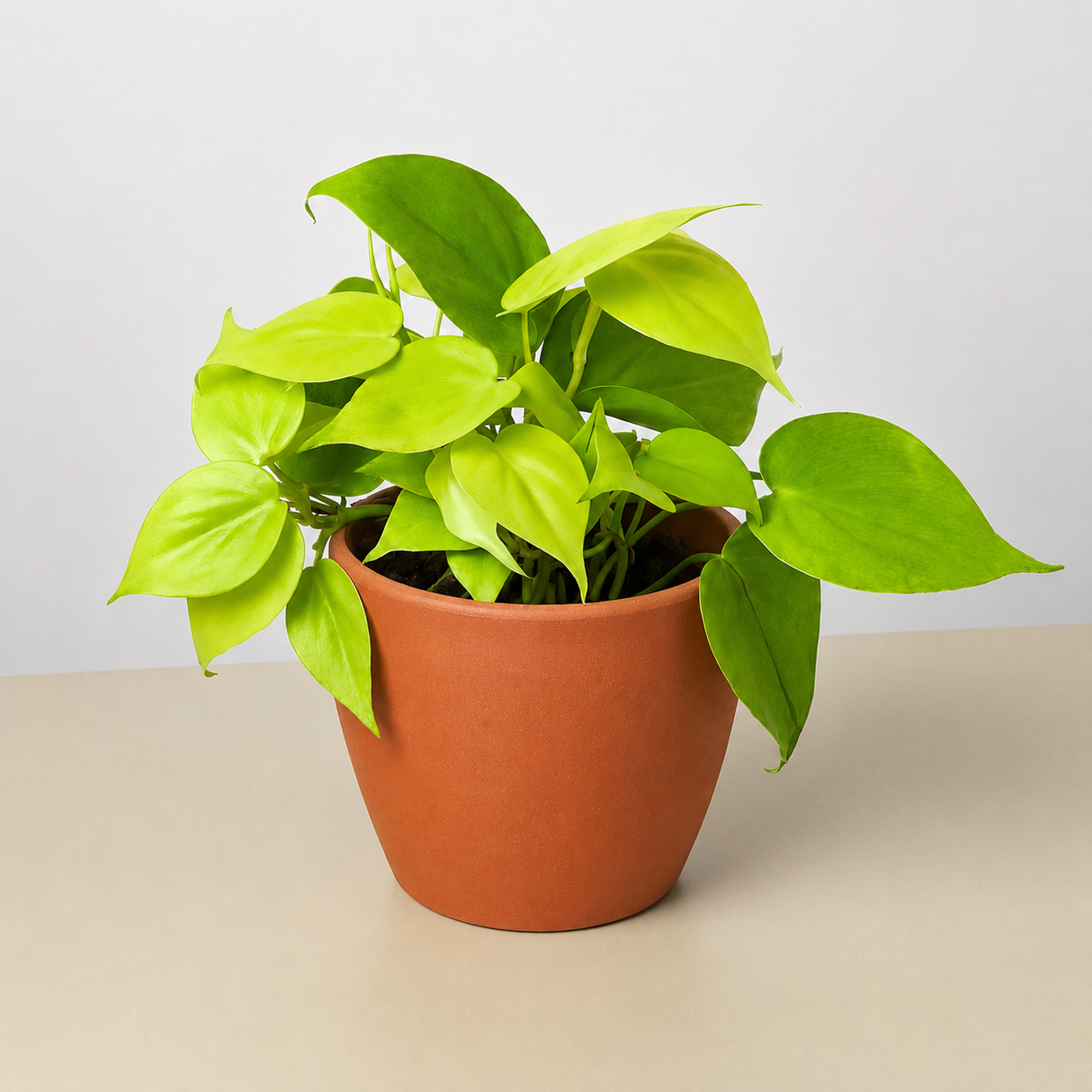 Philodendron Cordatum 'Neon'