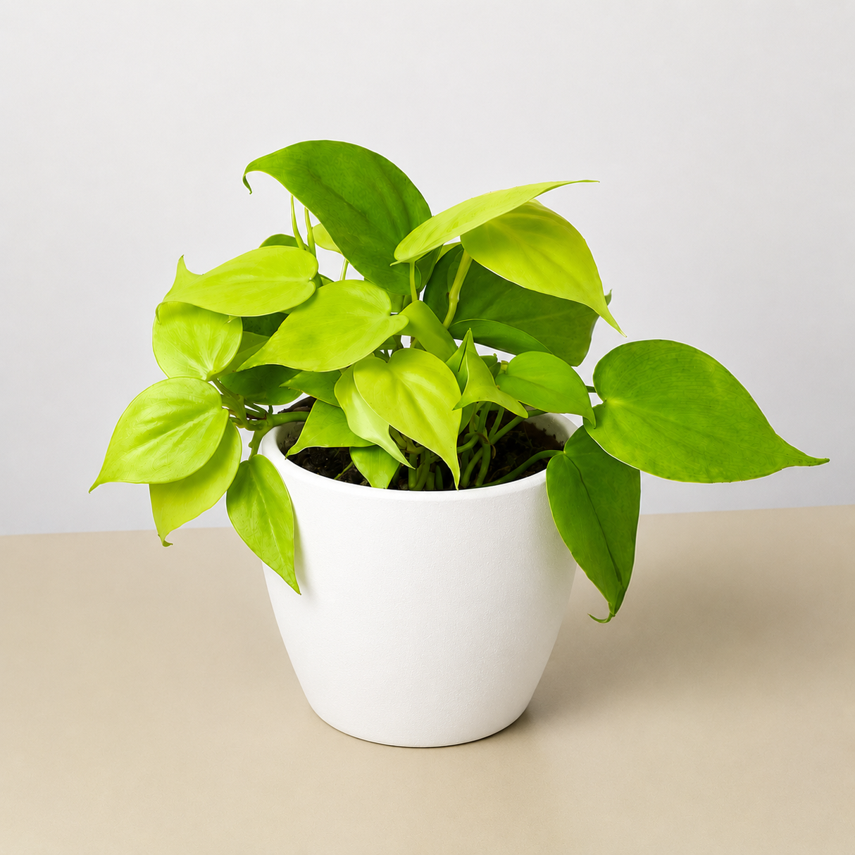 Philodendron Cordatum 'Neon'