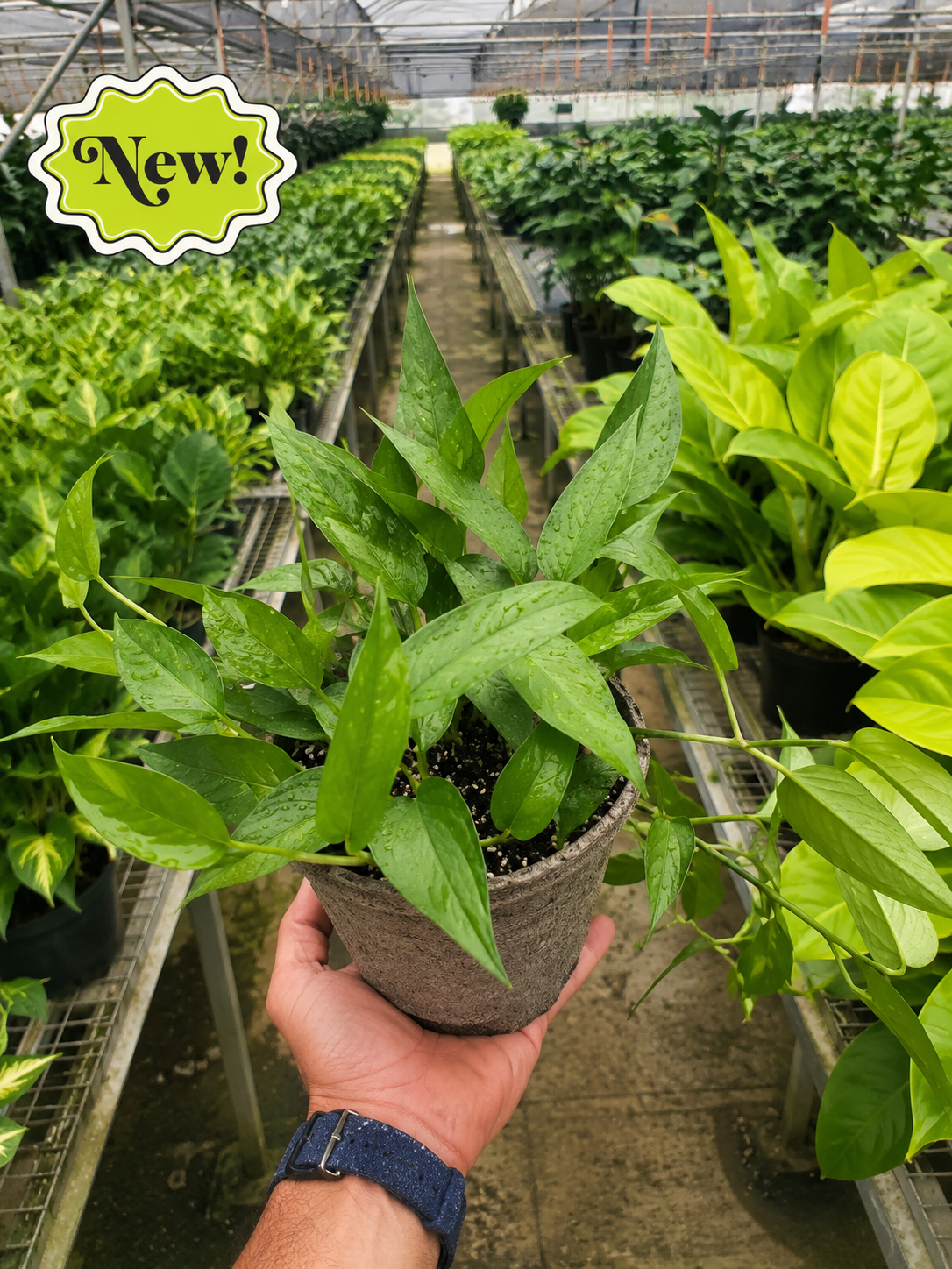 Pothos 'Skeleton Key'