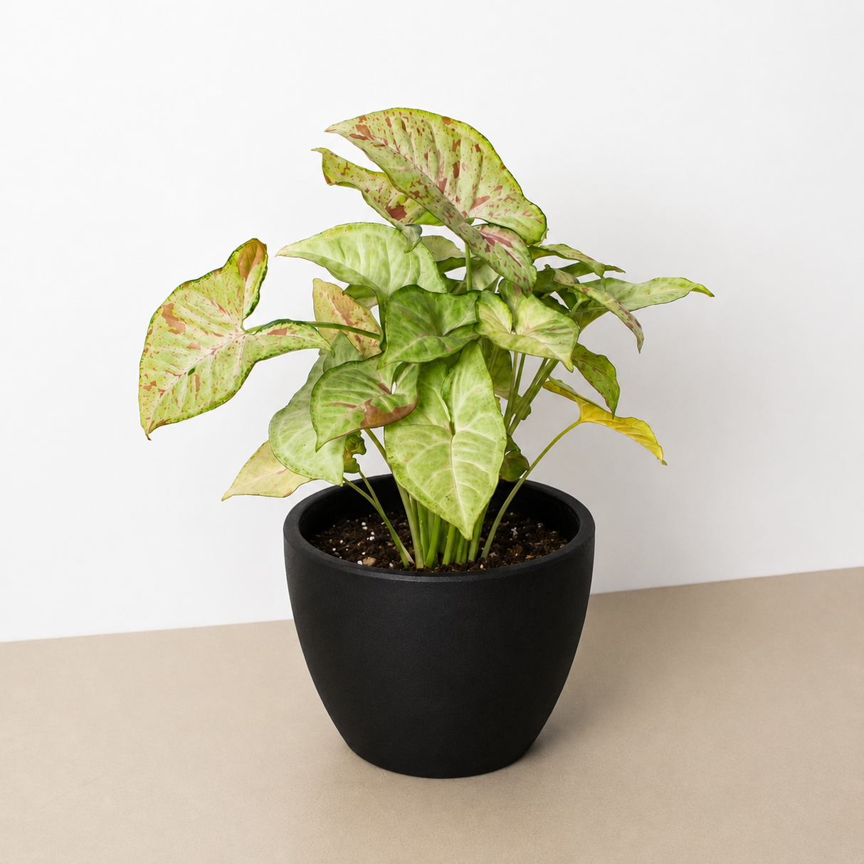 Syngonium 'Confetti'