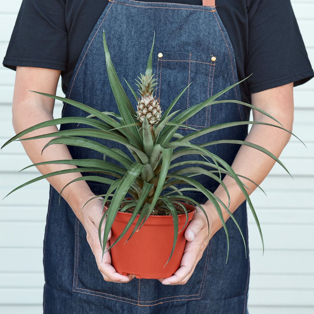 Bromeliad 'Yellow Pineapple'
