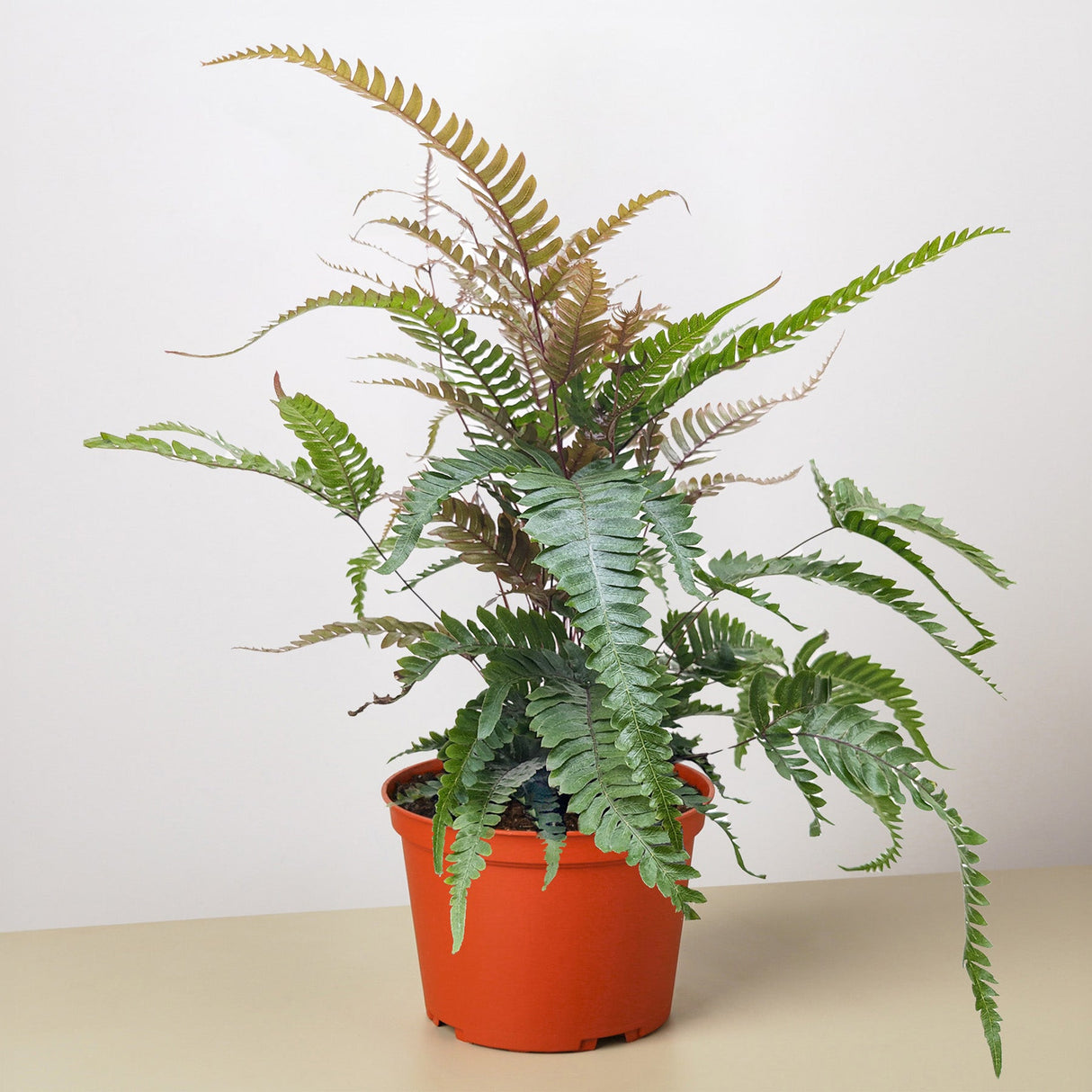 Fern 'Tricolor Pteris'