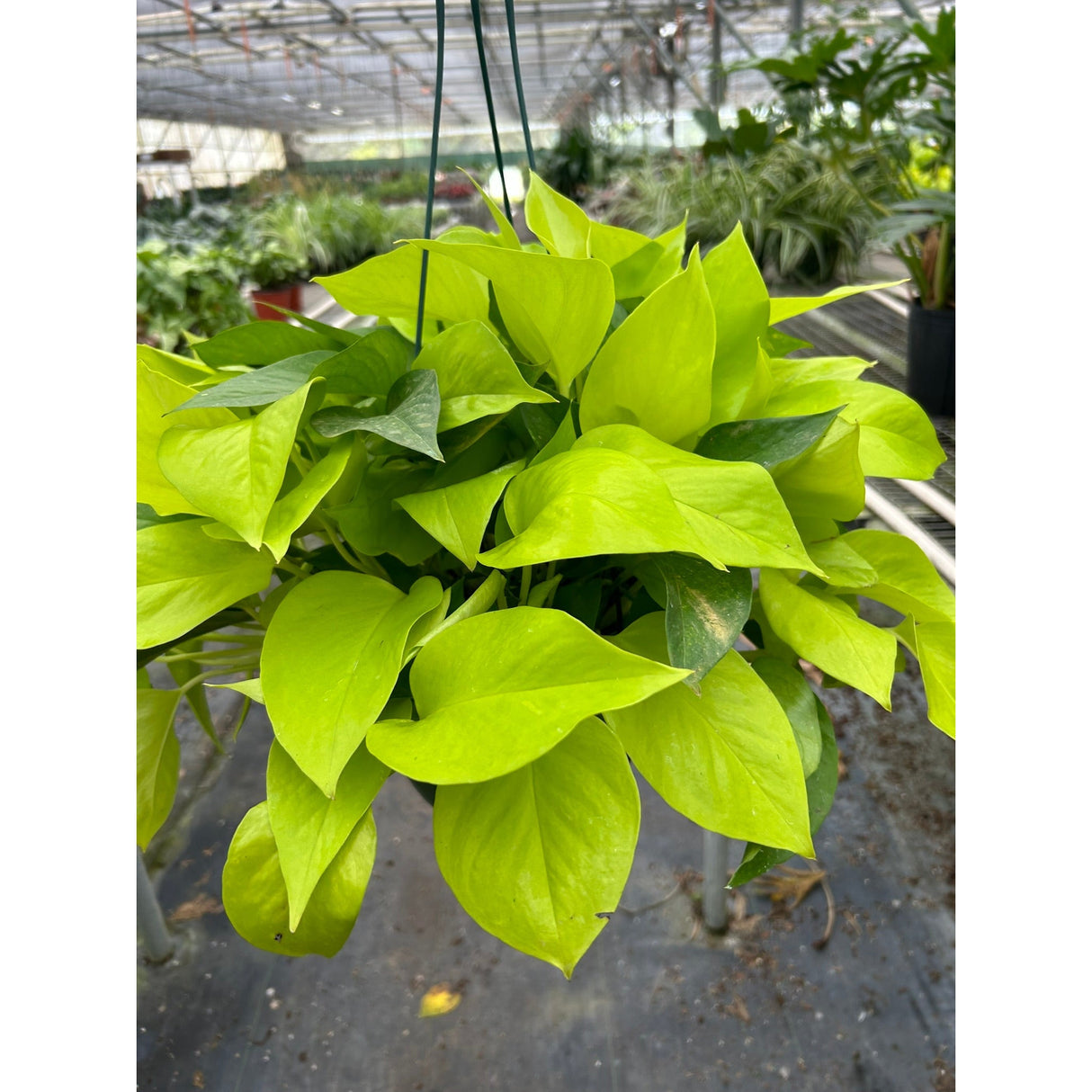 Pothos 'Neon'