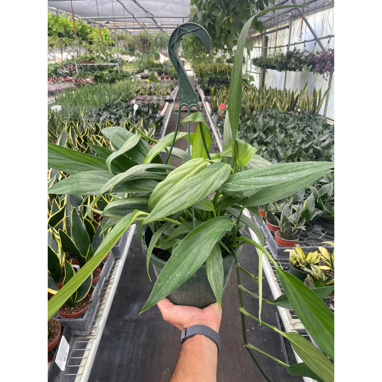 Pothos 'Silver Streak'