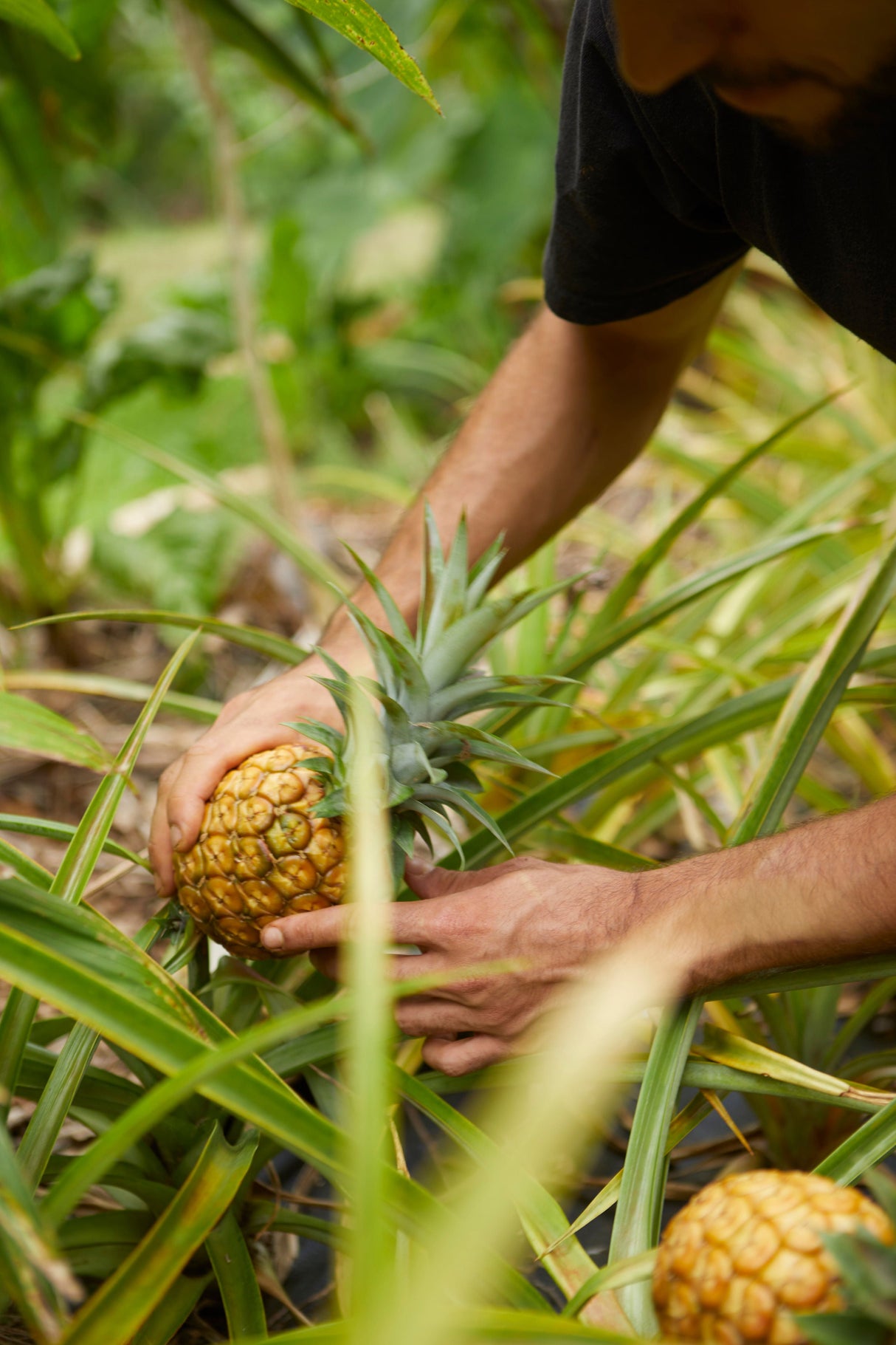 Pineapple Magnesium (sleep)