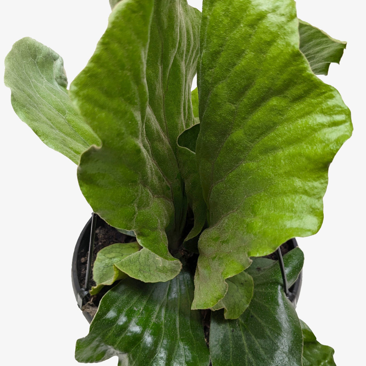 Fern 'Elephant'