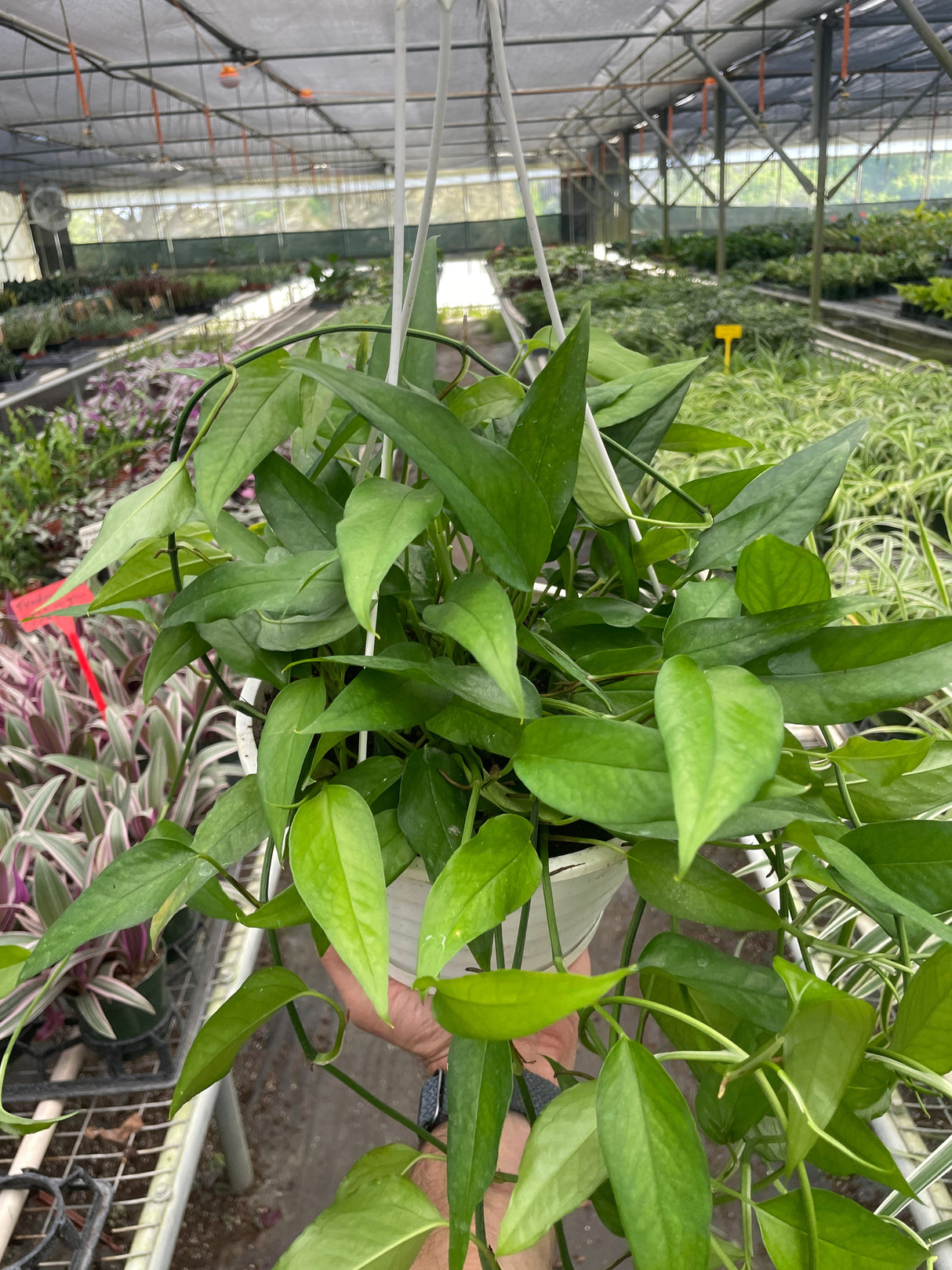Pothos 'Skeleton Key'