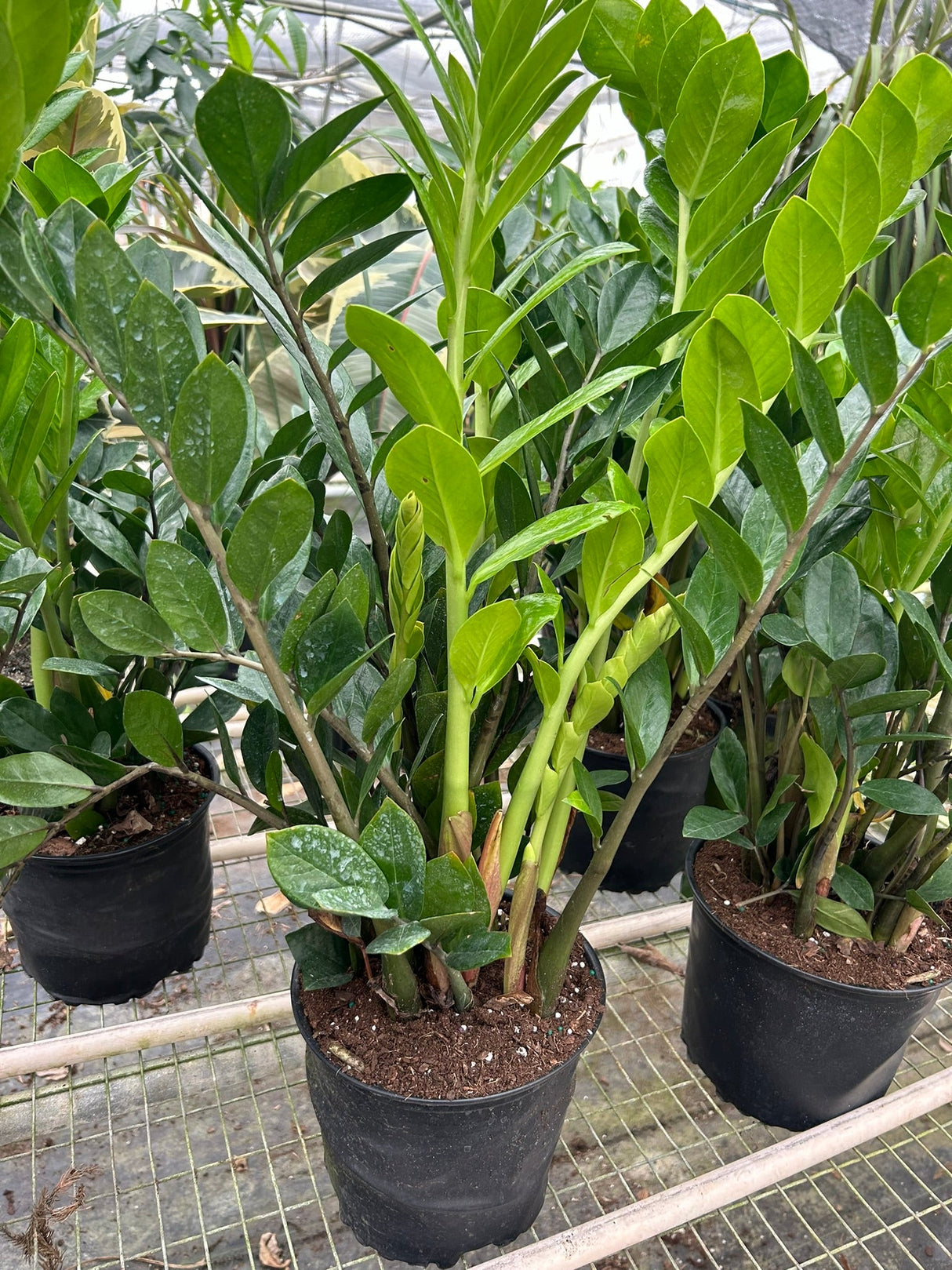 Zamioculcas Zamiifolia 'ZZ'
