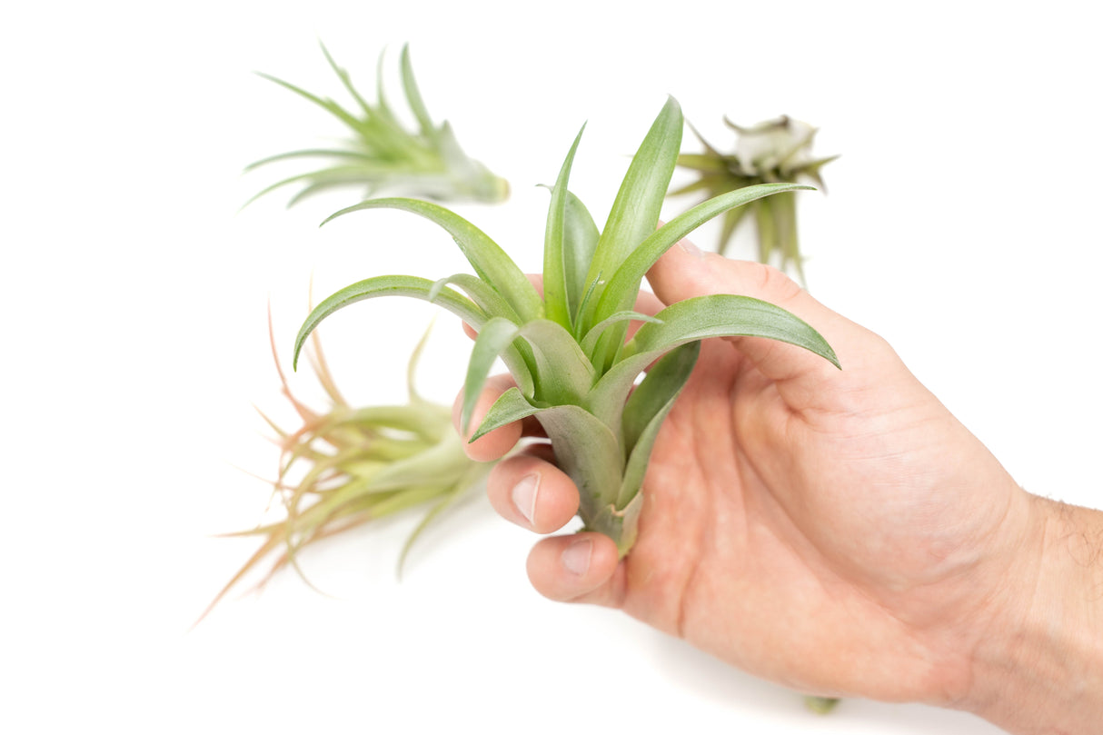 SALE - Tillandsia Abdita Brachycaulos Air Plants - Set of 10, 20 or 30 - 60% Off