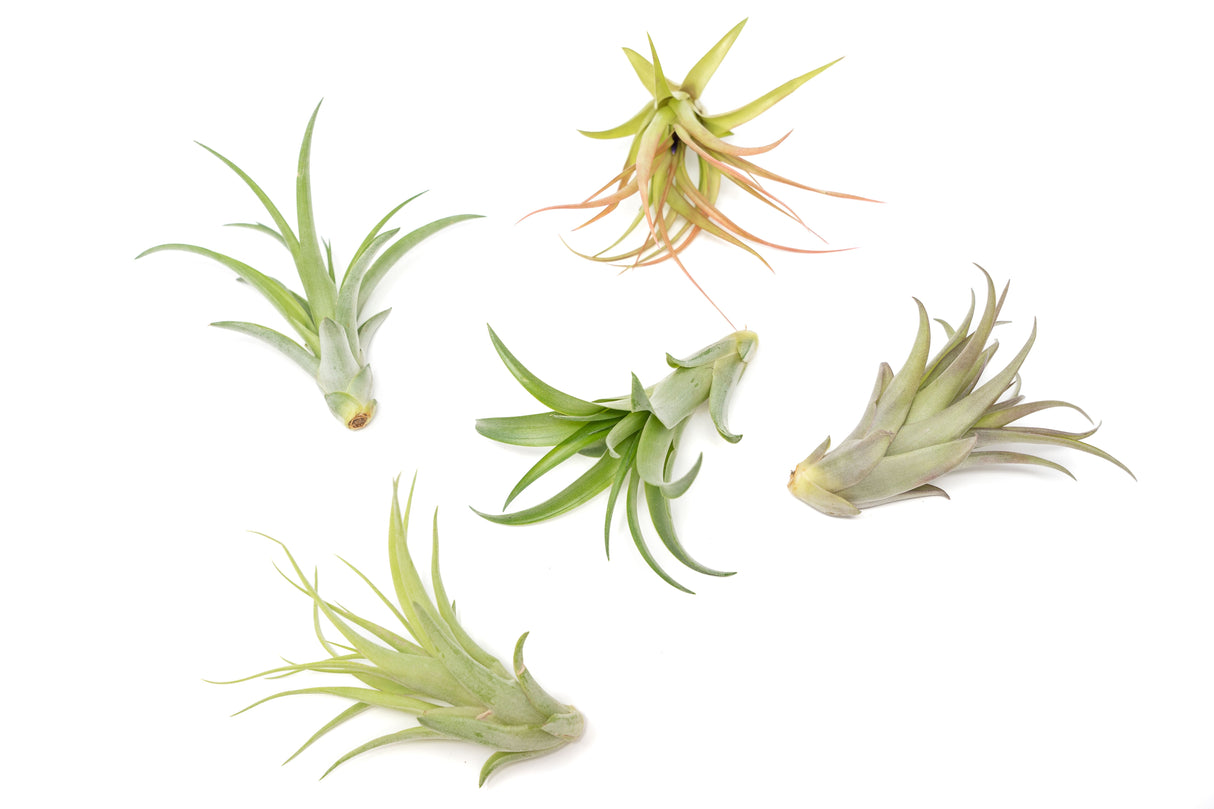 Tillandsia Abdita Brachycaulos Air Plants