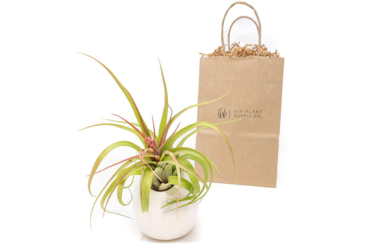 Gift Wrapped Large Ivory Ceramic Vase With Custom Tillandsia Air Plant