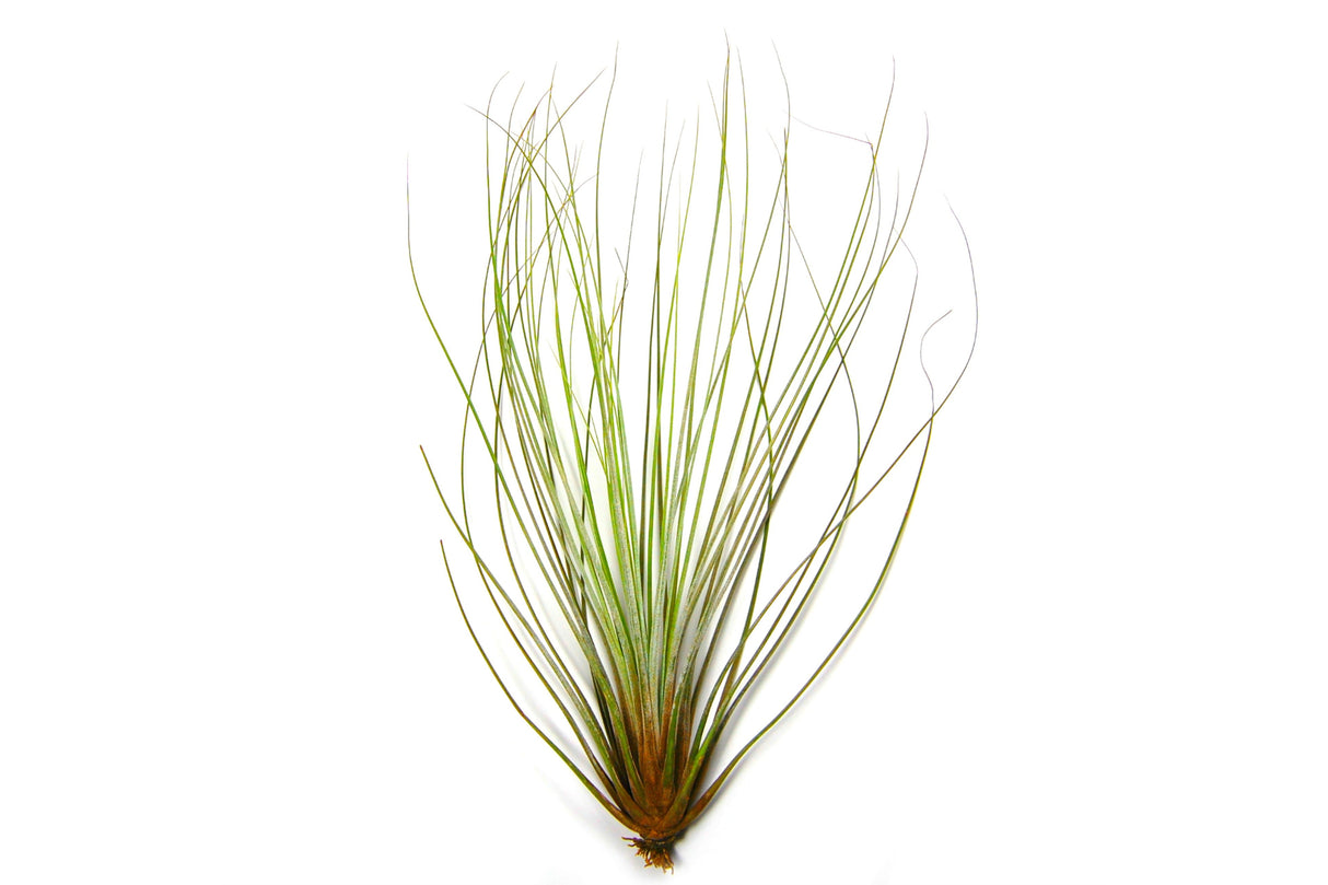 Large Tillandsia Juncifolia Air Plants / 8-12 Inch Plants