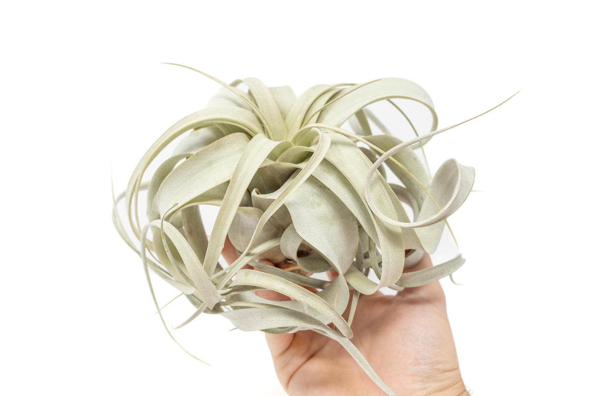 Medium Tillandsia Xerographica Air Plant / 5-6 Inches Wide