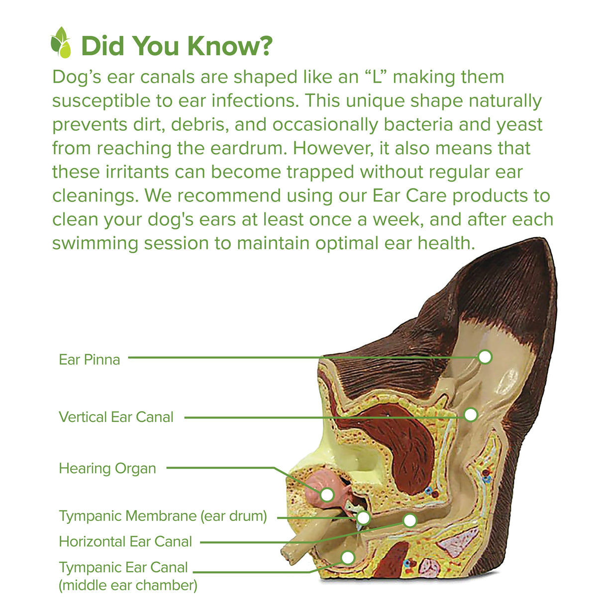Ear Cleansing Serum