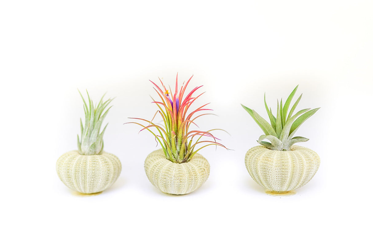 Green Urchin with Tillandsia Air Plant