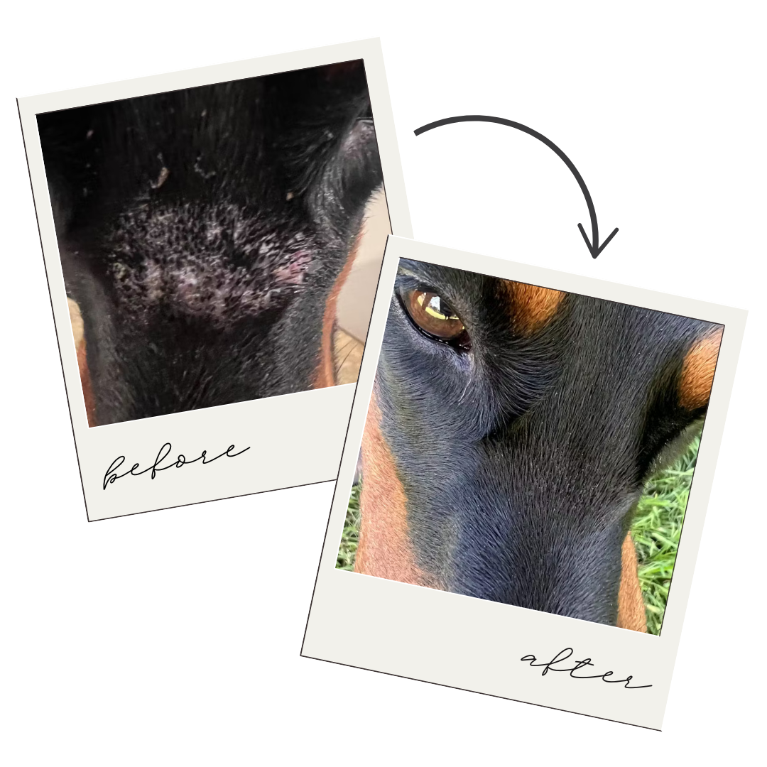 Hair Regrowth Spray for Dogs & Horses