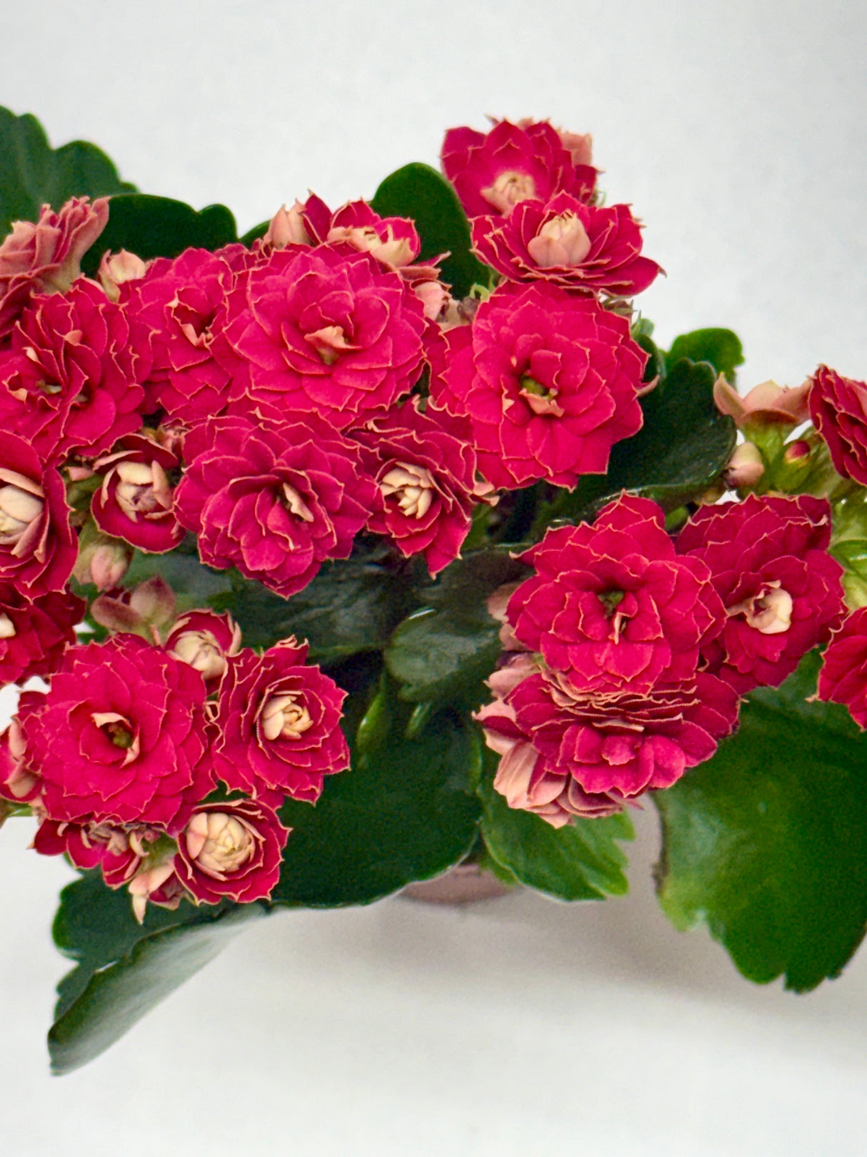 Kalanchoe
