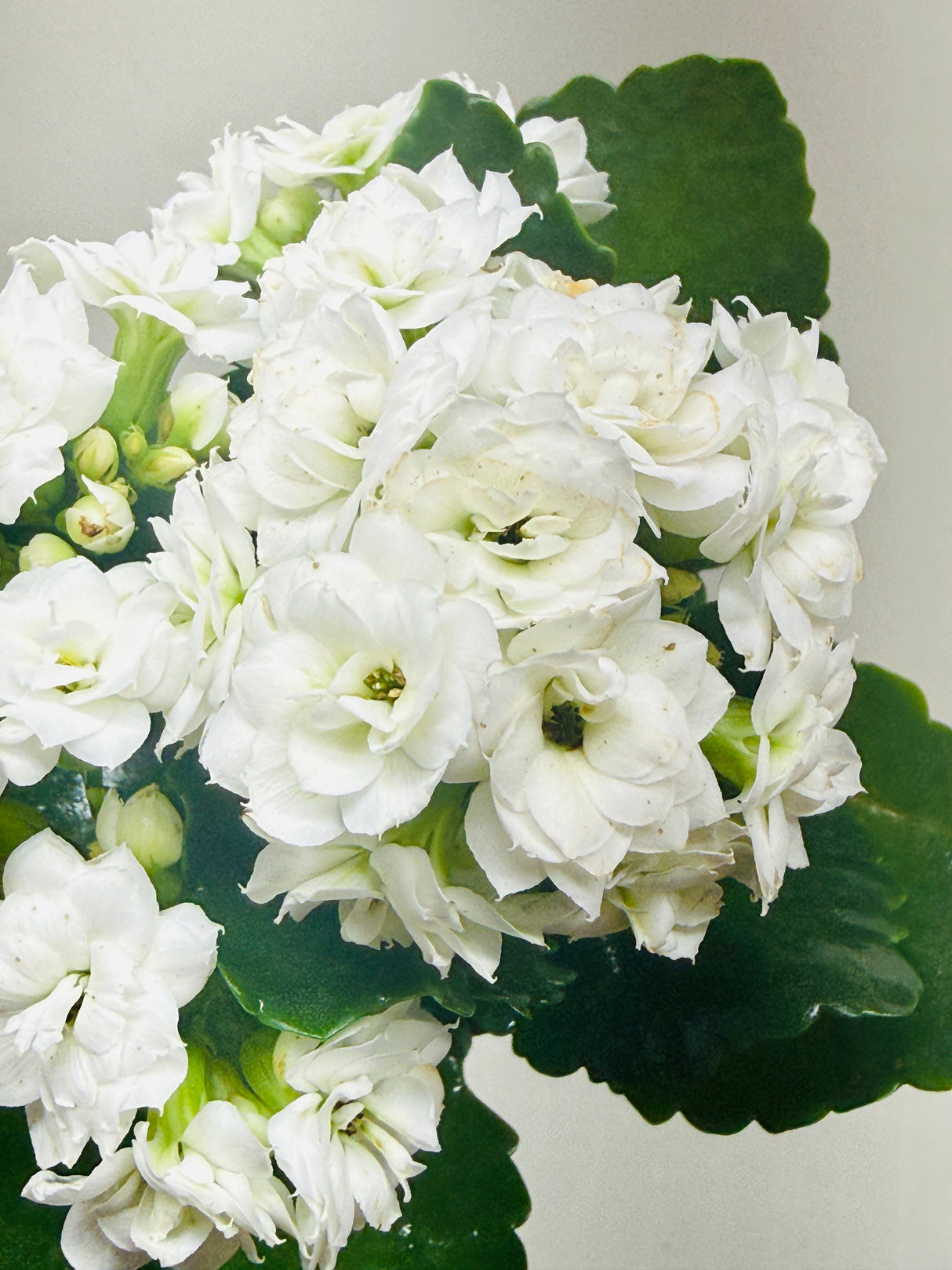 Kalanchoe