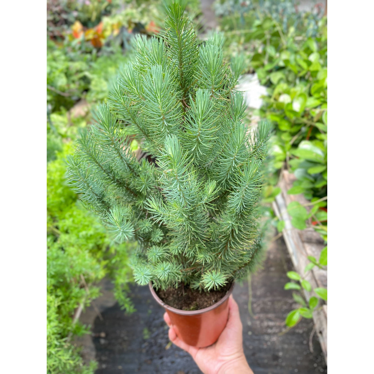 Blue Pine Trees