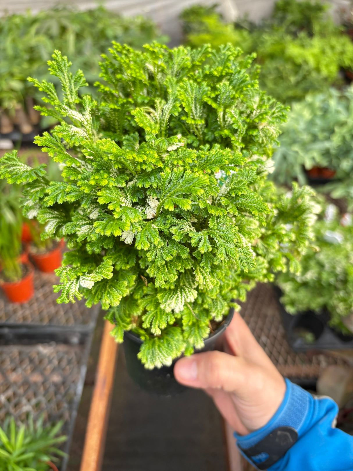 Fern 'Frosty'
