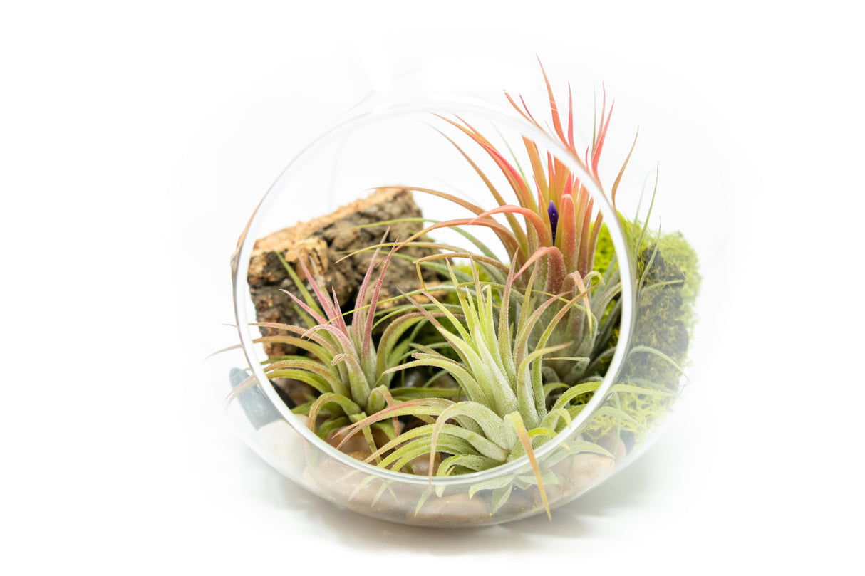 Large Hand-Blown Glass Terrarium with 3 Tillandsia Ionantha Air Plants