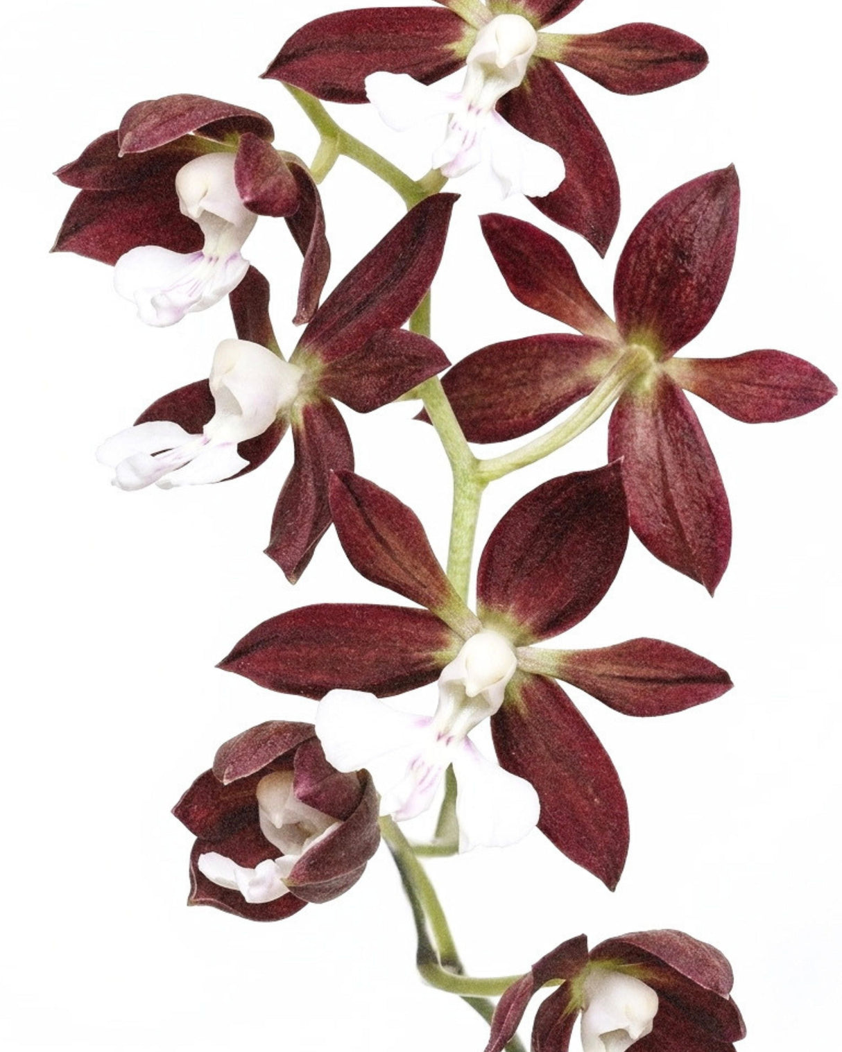 Orchid Stem Cell Serum