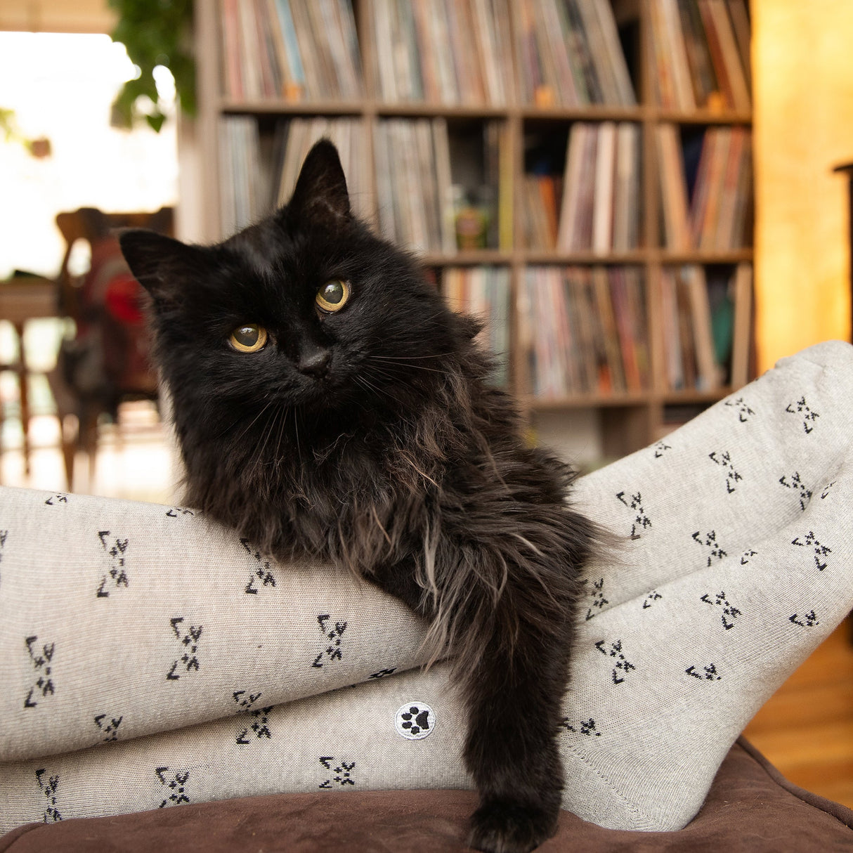 Save Cats Gift Box