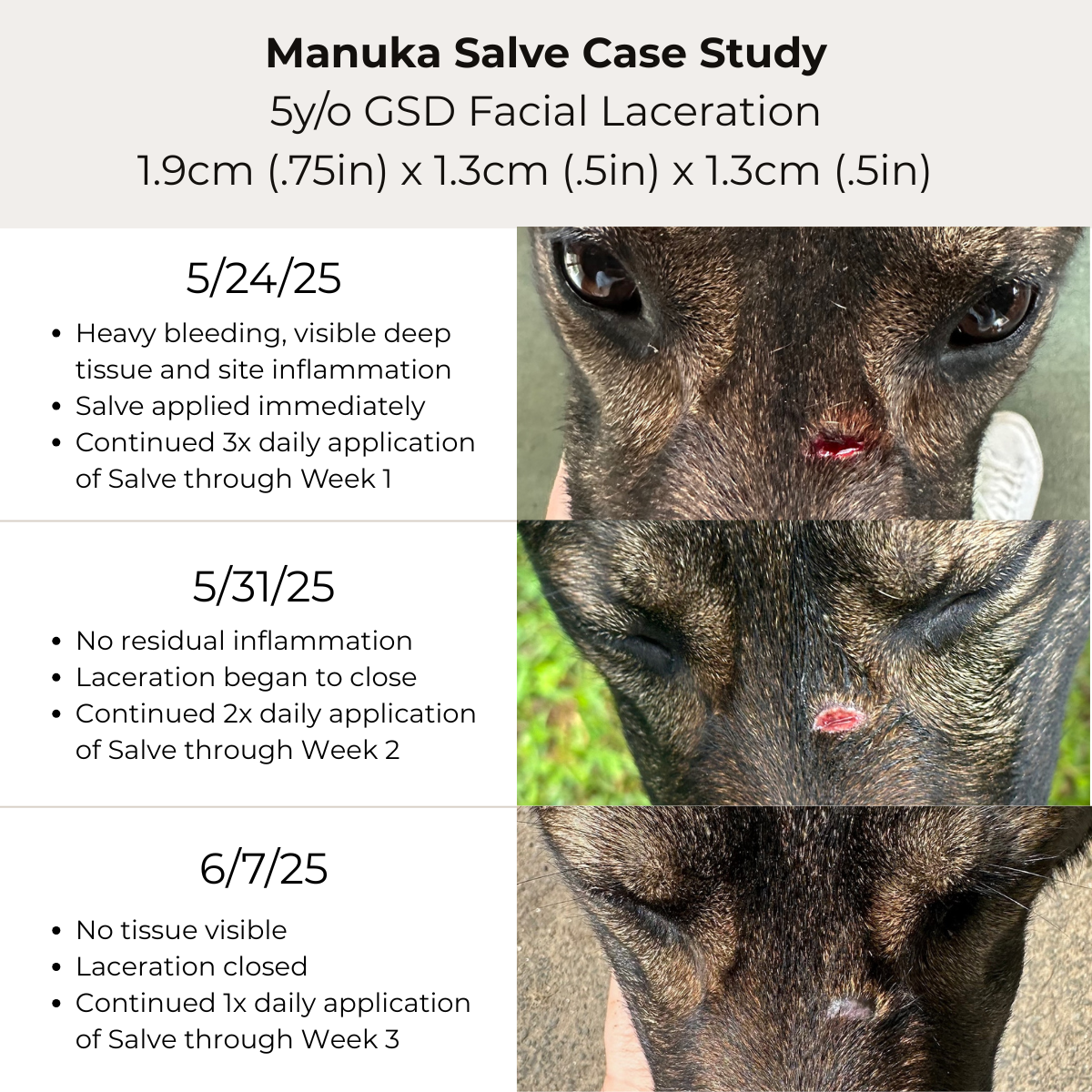 Manuka Honey Salve for Dogs, Horses & Humans