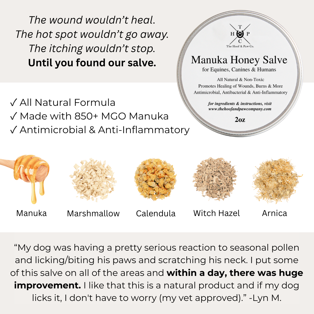 Manuka Honey Salve for Dogs, Horses & Humans