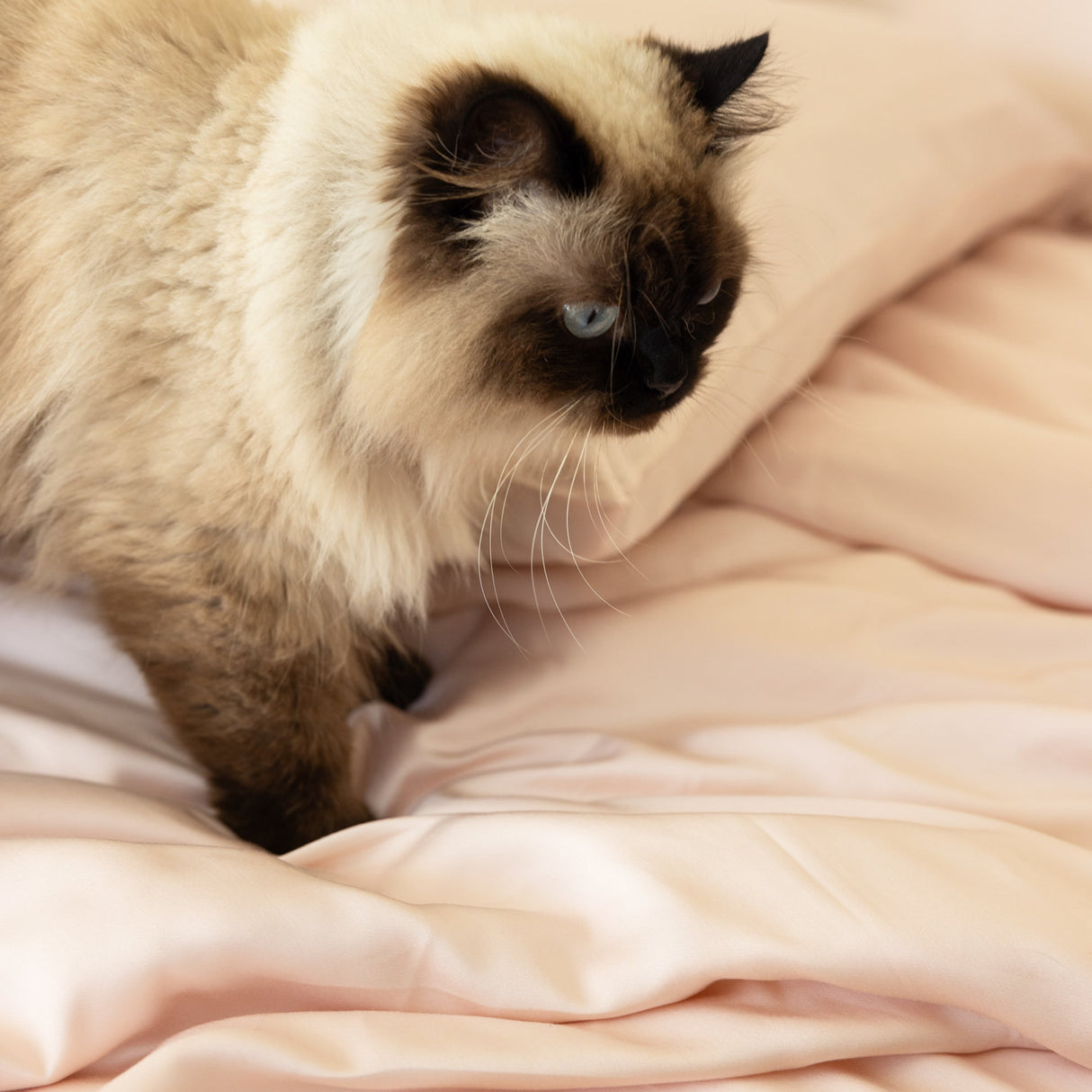 Organic Bamboo Sateen Pillowcase Set