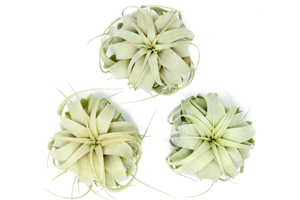 Medium Tillandsia Xerographica Air Plant / 5-6 Inches Wide