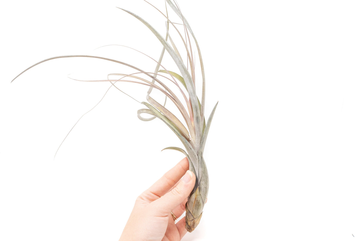 Large Tillandsia Balbisiana Air Plants / 9-12 Inch Plants