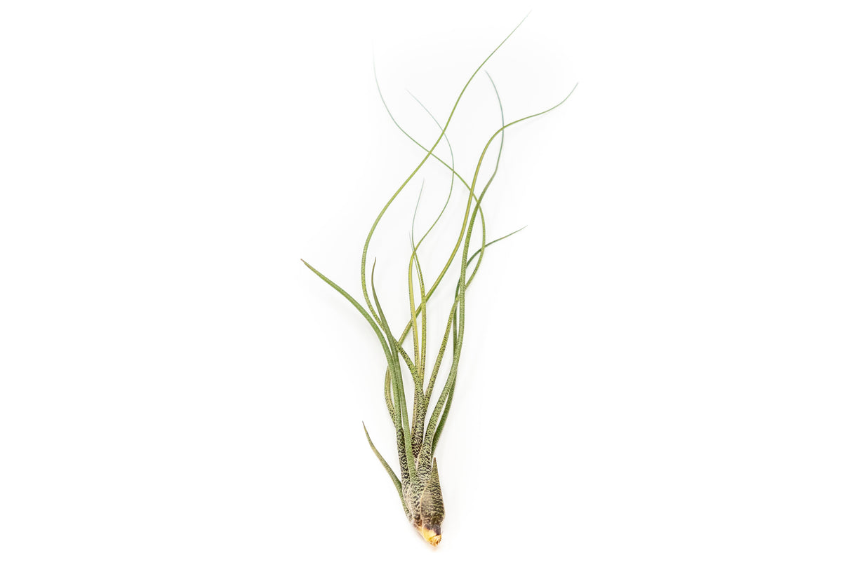 BLOOM SALE - Large Tillandsia Butzii Air Plants - Set of 10 or 20 Air Plants - 40% Off