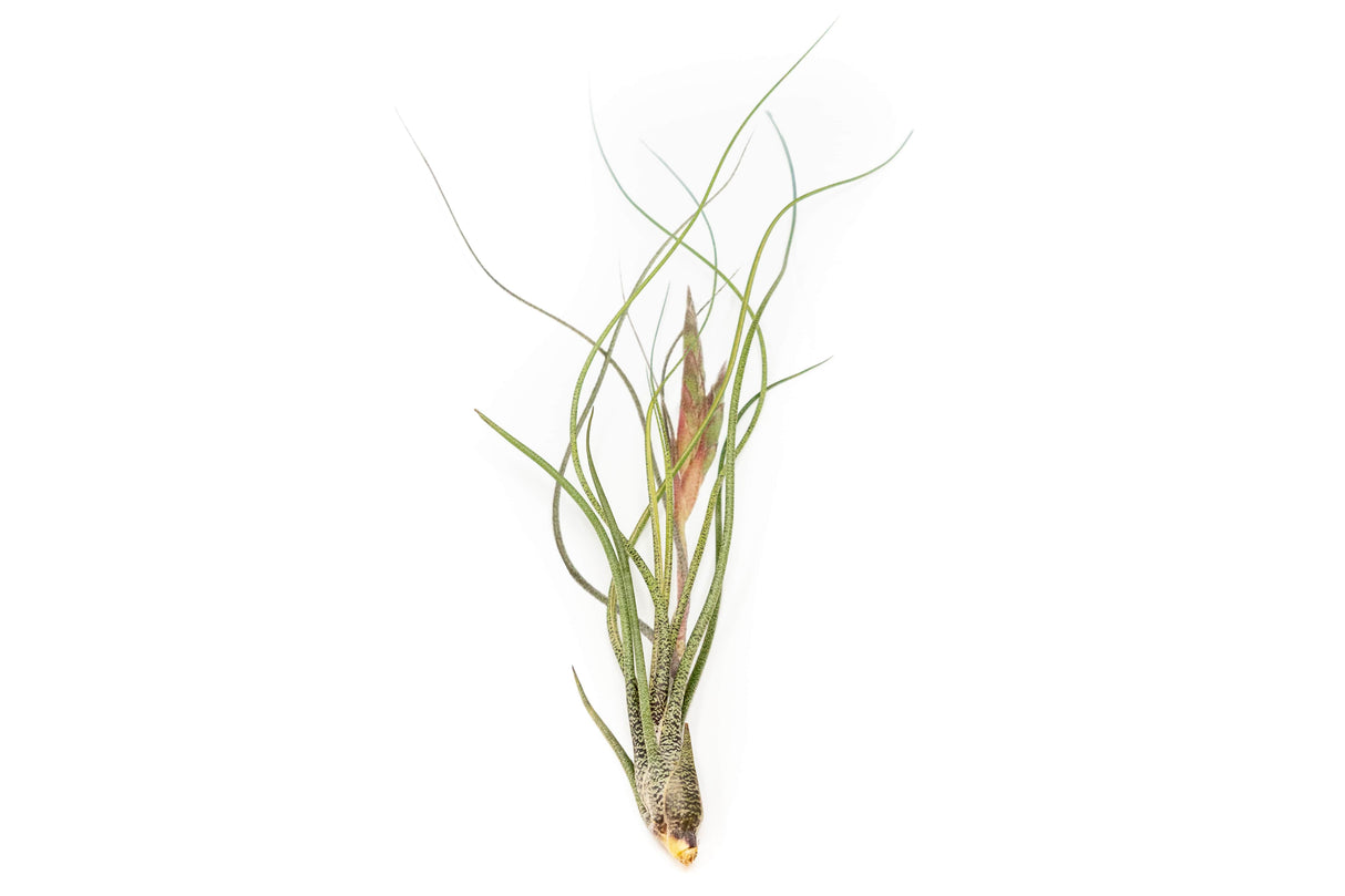 Large Tillandsia Butzii Air Plants / 6-9 Inch Plants