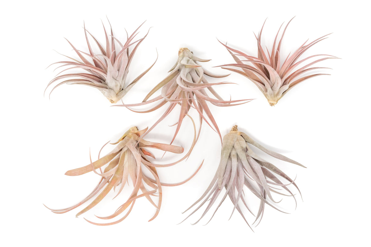 SALE - XL Tillandsia Capitata Peach - Set of 5, 10, or 20 Air Plants - 50% Off
