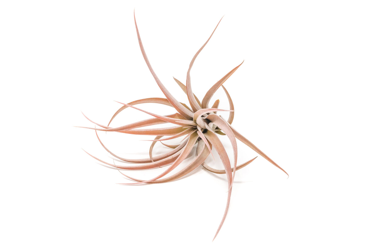 SALE - XL Tillandsia Capitata Peach - Set of 5, 10, or 20 Air Plants - 50% Off