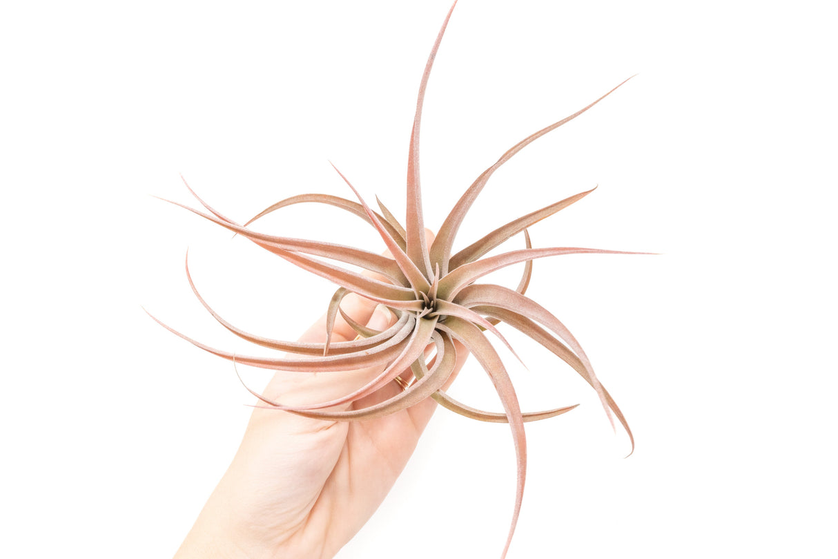 SALE - XL Tillandsia Capitata Peach - Set of 5, 10, or 20 Air Plants - 50% Off